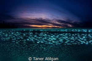 Silversides at sunset by Taner Atilgan 